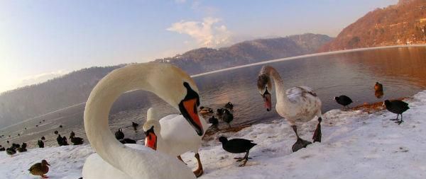 I bellissimi cigni che popolano il Lago di Levico 