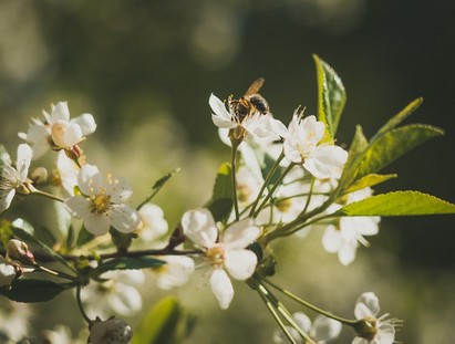 Festa dei meli in fiore